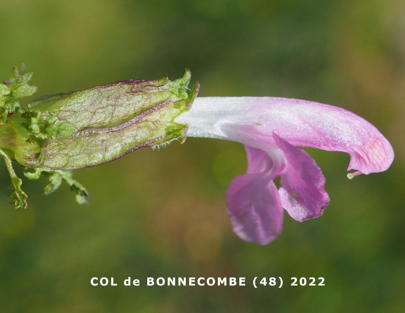 Lousewort flower